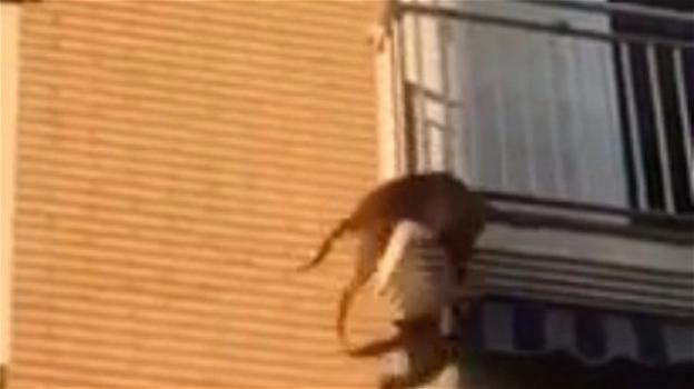 Cane si butta dal balcone perchè lasciato per ore senz’acqua nè cibo