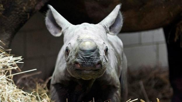 In Nuova Zelanda nasce un piccolo rinoceronte bianco!