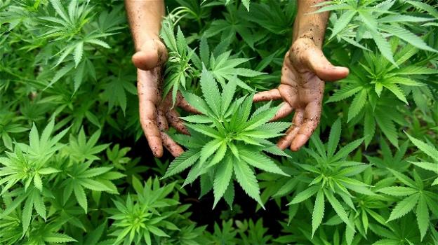 Cannabis legale, il Parlamento rinvia la decisione a Settembre