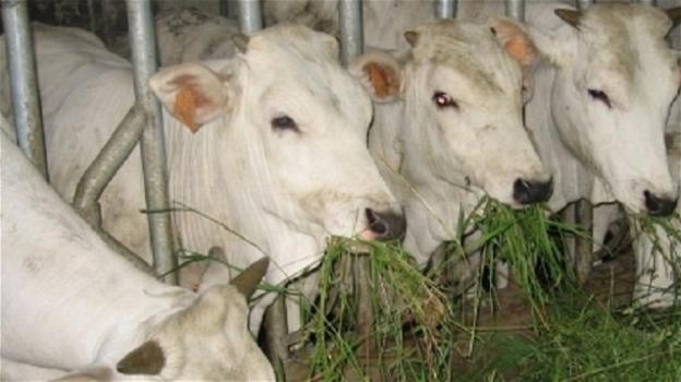 Foglie d’oleandro finite nella mangiatoia uccidono 7 bovini