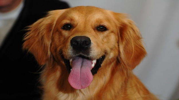 Volete un cane? Ecco le 13 regole da rispettare