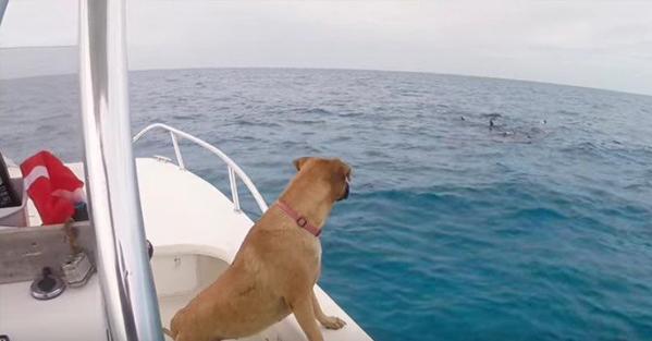 Un cane vede per la prima volta un delfino. La sua reazione è incredibile!