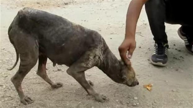 Trovano un cane in fin di vita per strada. La sua reazione è incredibile!
