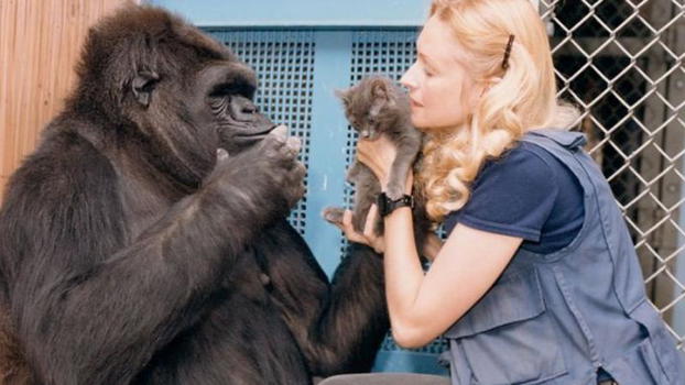 Ecco Koko, il gorilla che sa parlare. Incredibile!