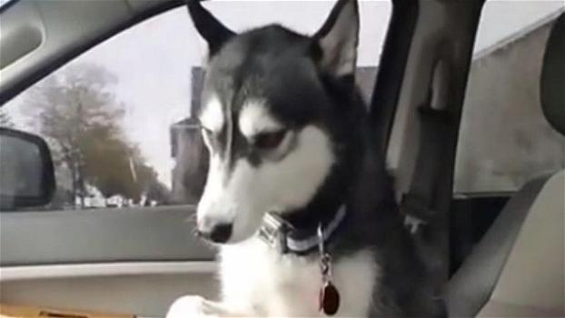 Un cane sale in macchina con il suo padrone. Non immaginerai mai cosa fa
