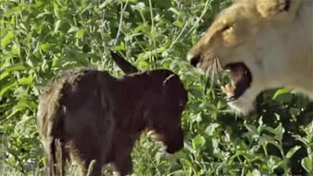 Questo piccolo gnu vede un leone affamato. Quello che succede è incredibile