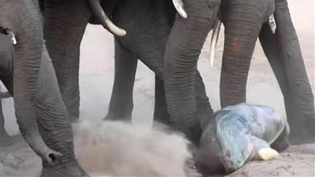 Un elefante dà alla luce il suo piccolo. Non immaginerai quello che succede dopo