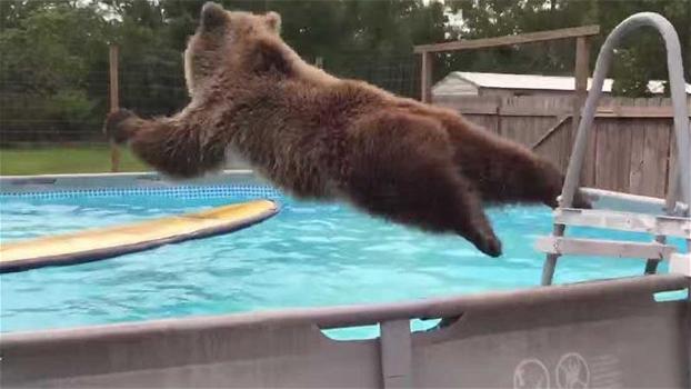 Un orso si avvicina ad una piscina. Quello che fa è incredibile!