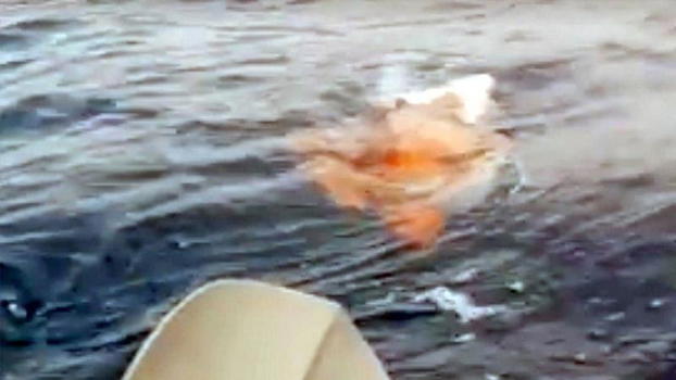 Uomo in mare nota qualcosa di strano. Non immaginerete mai di cosa si tratta