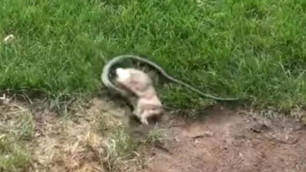 Un serpente cerca di mangiare un coniglietto. Ecco quello che fa la mamma del piccolo