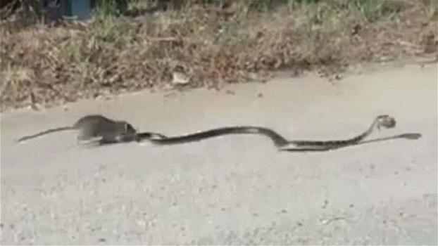 Un serpente attacca un topolino. Ecco cosa fa mamma topo!
