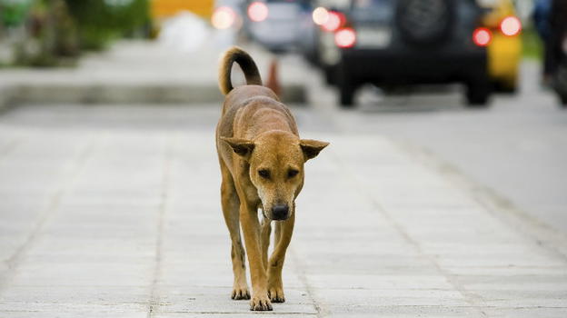 Con le vacanze torna la piaga dell’abbandono degli animali