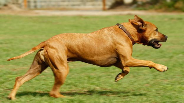 Cane salva il suo padrone rompendo la finestra