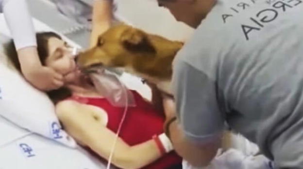 Lei sta per morire, i medici lasciano entrare il suo cane. Il motivo è commovente