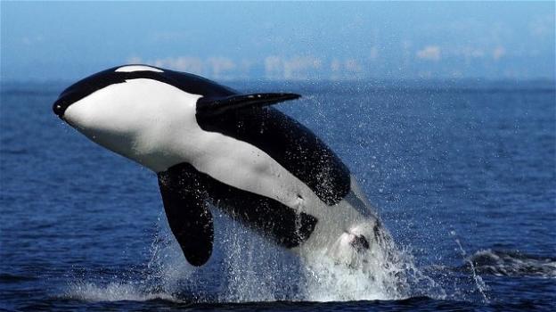 Avvistata nel Sud Pacifico l’orca più anziana del mondo