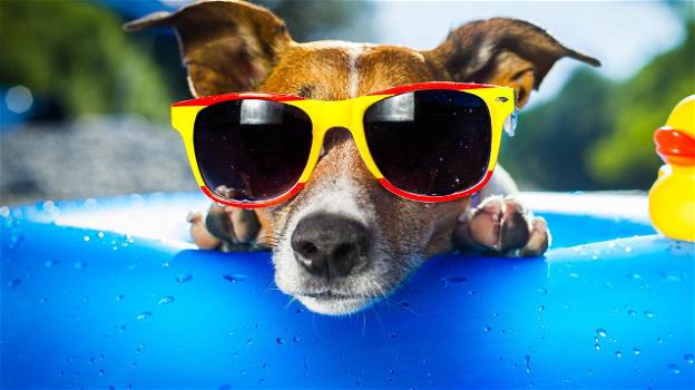 Apre a Bari il primo dog water park, piscina per cani e proprietari