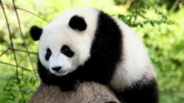 Il panda gigante non è più una specie a rischio estinzione