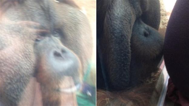 Orango bacia la pancia di una madre incinta: la foto commuove il mondo