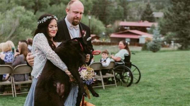 Cane malato terminale vive fino al matrimonio della sua proprietaria