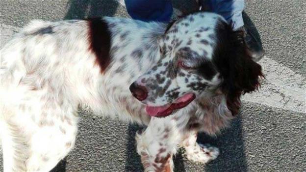 Cane viene salvato dalla Polizia, rischiava di morire strangolato