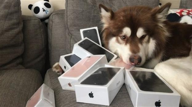 Plurimiliardario cinese regala al suo cane ben 8 nuovi iPhone 7