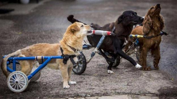 Romania: apre il primo ospedale per cani paraplegici