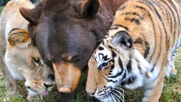 Una tigre ed un orso dicono addio al loro amico leone. Commovente!