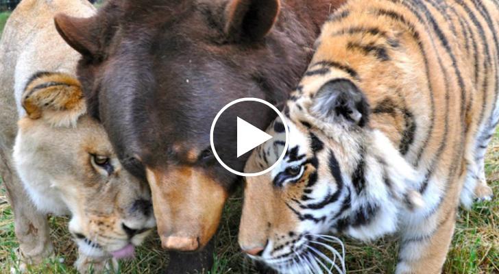 Chi è Piu Forte Il Leone O La Tigre