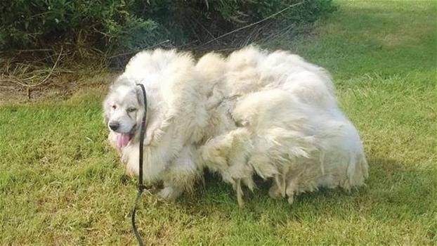 Questo cane è stato abbandonato per 6 anni. Ecco come appare dopo la tosatura