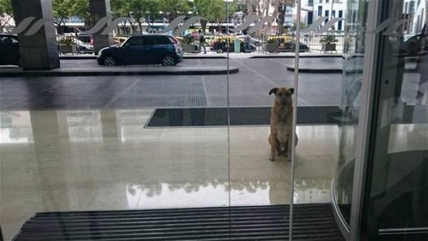 Questo cane aspetta ogni giorno una donna fuori dal suo hotel. Ecco il motivo