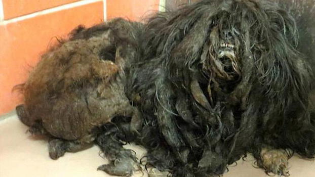 Salvano un cane ricoperto di pelo dalla strada. Ecco la sua trasformazione