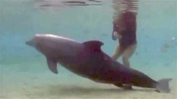 Un delfino nuota sulla sabbia. Ecco cosa scoprono i sommozzatori