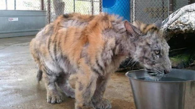 Trovano questa tigre in condizioni terribili. Eccola otto mesi dopo