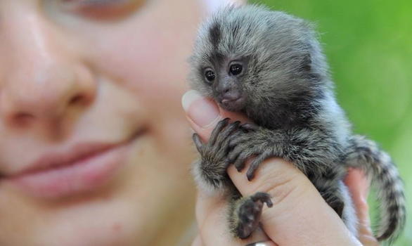 Thailandia, salvato un esemplare di scimmia più piccola del mondo