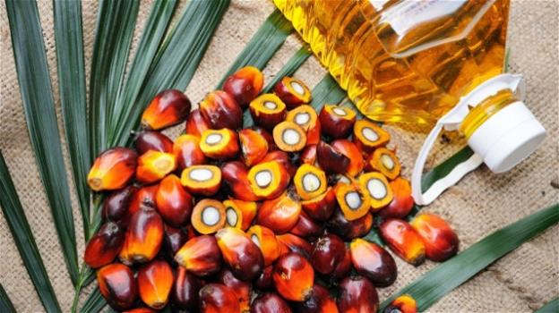 L’olio di palma può davvero contrastare il melanoma?