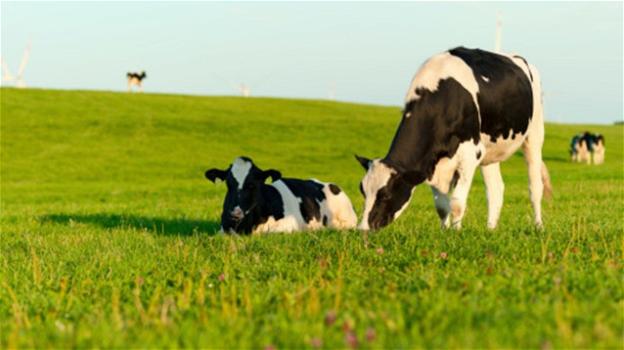 In Danimarca studiano una "super erba" per ridurre le emissioni bovine