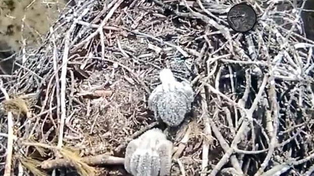 Una telecamera riprende una strana creatura nel bosco. Ecco di che si tratta