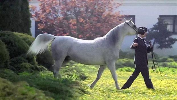 Ecco Pepita, un cavallo che vale ben 1 milione e mezzo di dollari