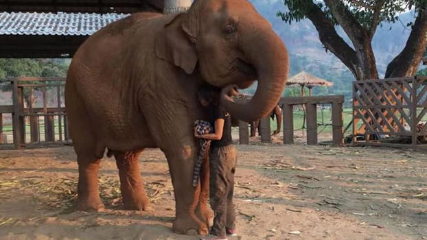 Canta la ninna nanna all’elefante. Il modo in cui si addormenta è dolcissimo!