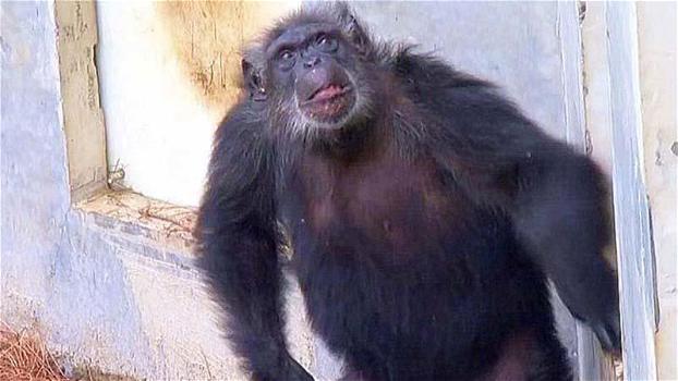 Uno scimpanzé è stato rinchiuso in una gabbia per tutta la vita. Ecco il momento in cui torna libero