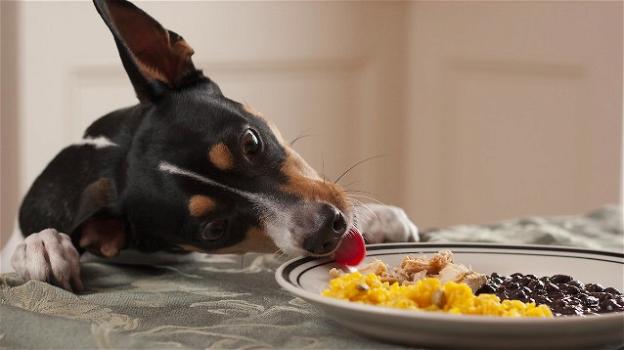 I 12 alimenti tossici e fatali per i cani