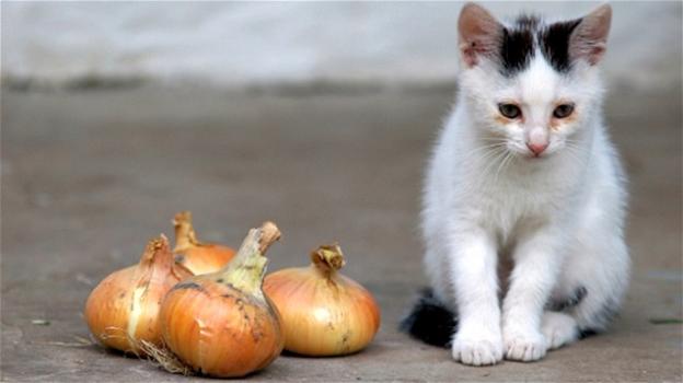 I 10 alimenti pericolosi e tossici per i gatti