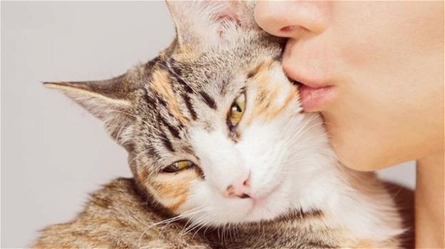 Baciare i gatti, pessima abitudine: per la scienza potrebbe avere conseguenze fatali