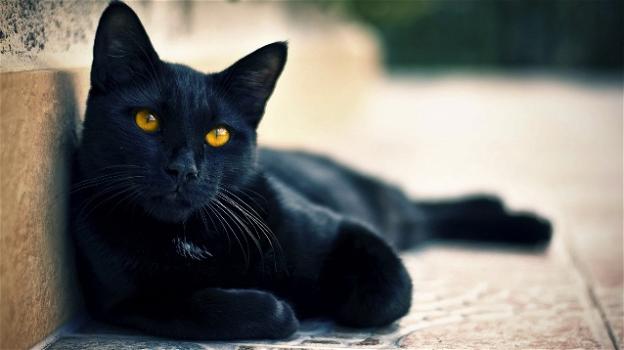 Il 17 novembre è la festa del gatto nero. Ecco 9 curiosità in merito