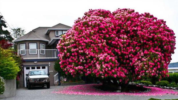 Ecco gli alberi più belli del mondo. Così affascinanti che sembrano quasi surreali
