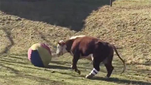 Una mucca vaga da sola nei campi. Ecco chi arriva a fargli compagnia