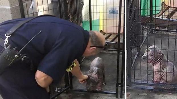Un pompiere salva un cane. Ecco la sua reazione quando lo incontra di nuovo