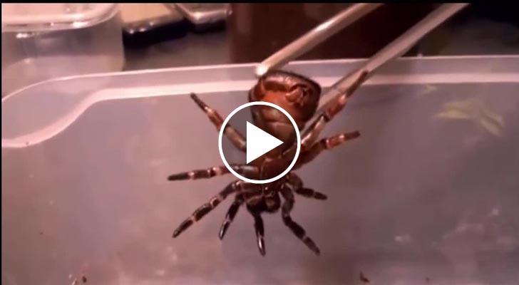 Uccidere Un Ragno In Casa Porta Fortuna