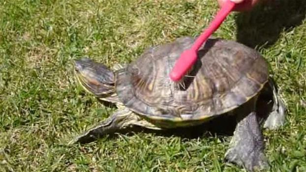 Strofina lo spazzolino sul dorso della tartaruga. La sua reazione è troppo divertente