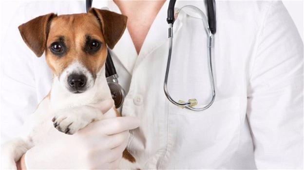 Le 5 malattie più comuni e pericolose nei cani